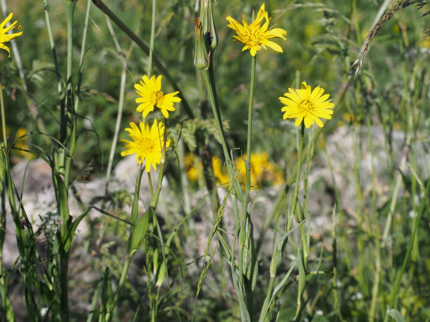 Goat's-Beard plant